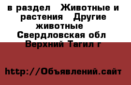 в раздел : Животные и растения » Другие животные . Свердловская обл.,Верхний Тагил г.